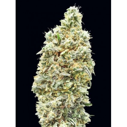 Strawberry Banana Fast Advanced Seeds