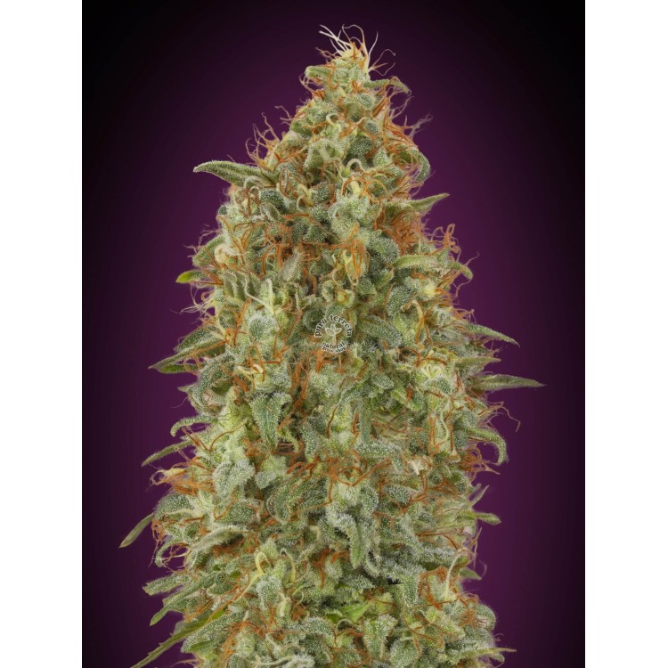 Zkittlez Fast Advanced Seeds