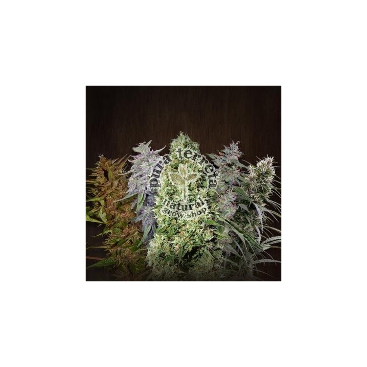 Ace Mix Ace seeds