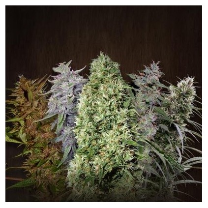 Ace Mix Ace seeds