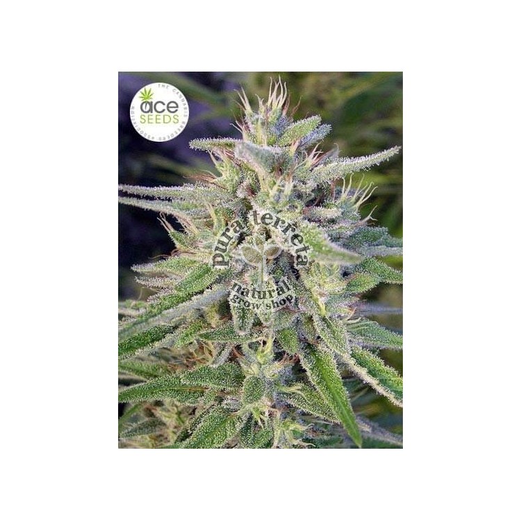 Bangi Haze Ace seeds