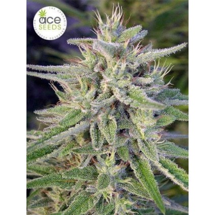 Bangi Haze Ace seeds