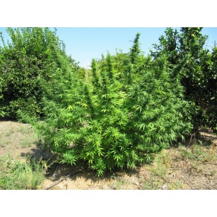Bangi Haze Ace seeds