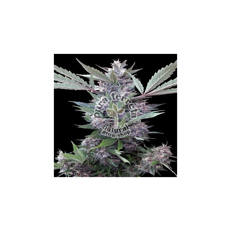 Bubba Kush x PCK Ace Seeds 