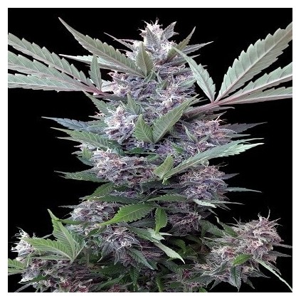 Bubba Kush x PCK Ace Seeds 