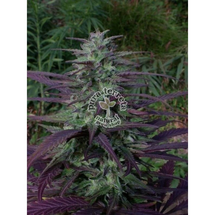 China Yunnan Ace seeds