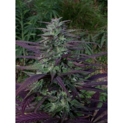 China Yunnan Ace seeds
