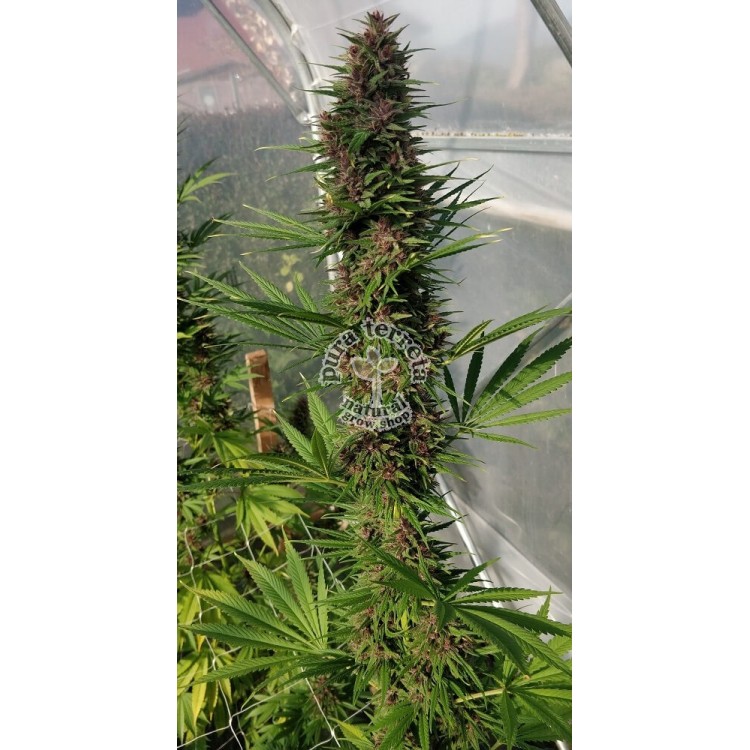 Congo Ace Seeds 