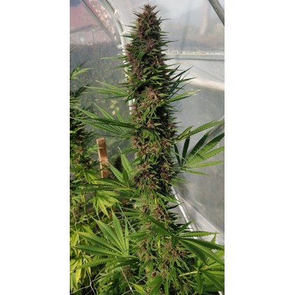 Congo Ace Seeds 