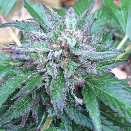 Early Bubba Ace Seeds