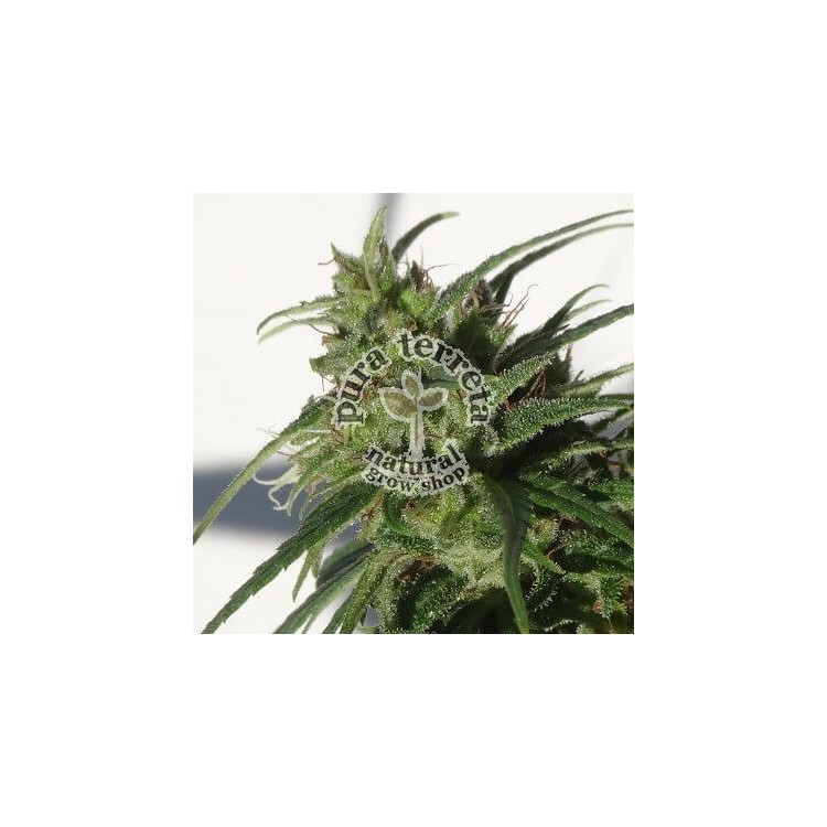 Etiope Ace seeds