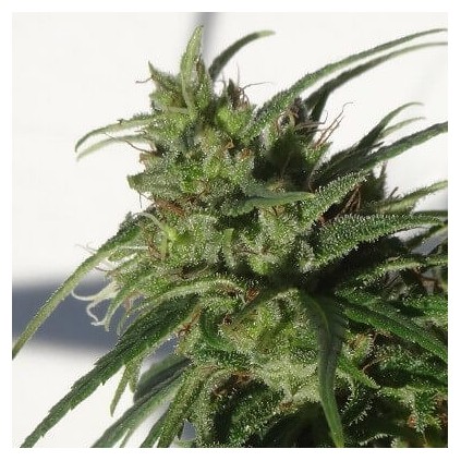 Etiope Ace seeds