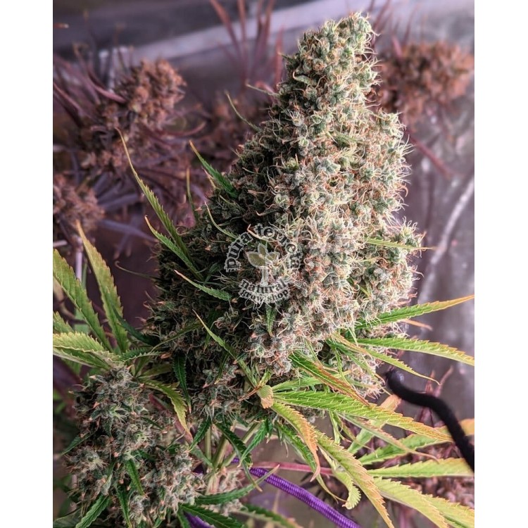 Golden Tiger Ace seeds