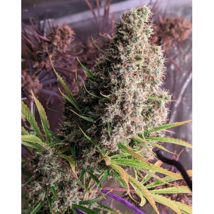 Golden Tiger Ace seeds