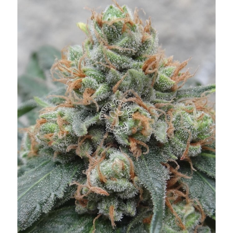 HashTonic Ace Seeds