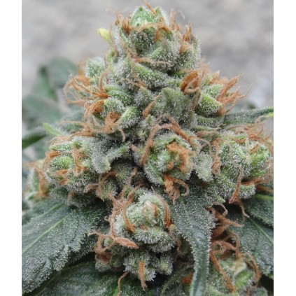 HashTonic Ace Seeds
