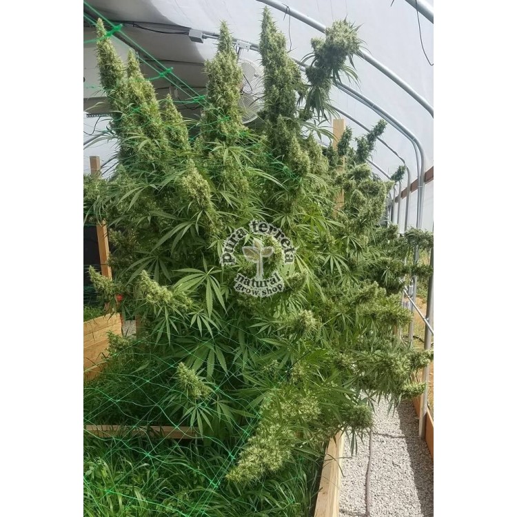 Honduras Ace seeds