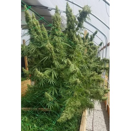 Honduras Ace seeds