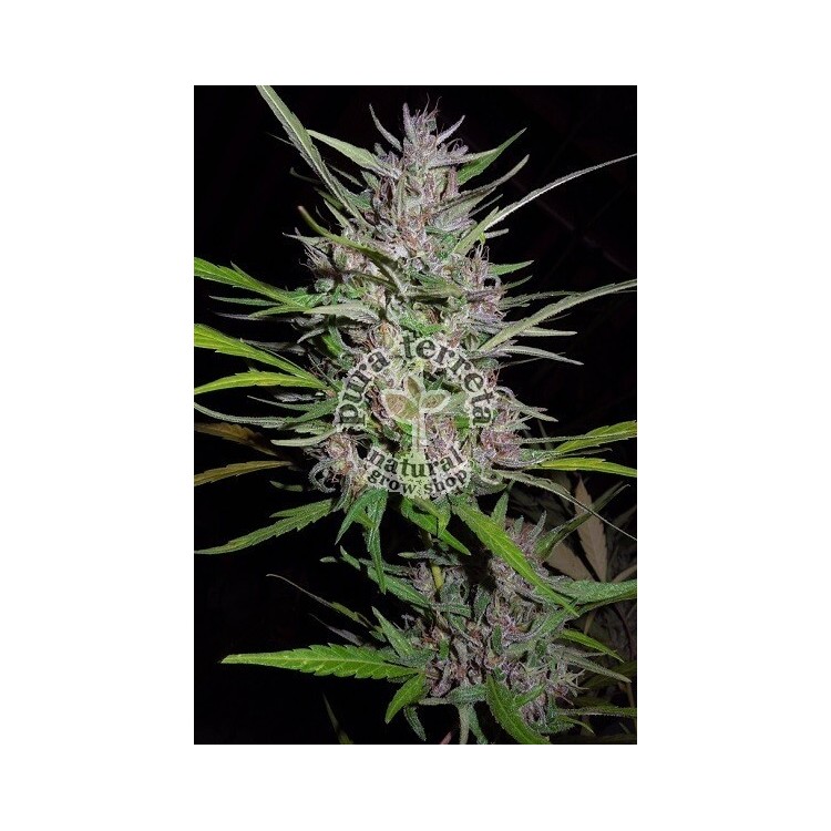 Honduras x Panamá Ace seeds