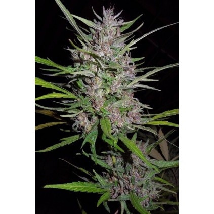 Honduras x Panamá Ace seeds