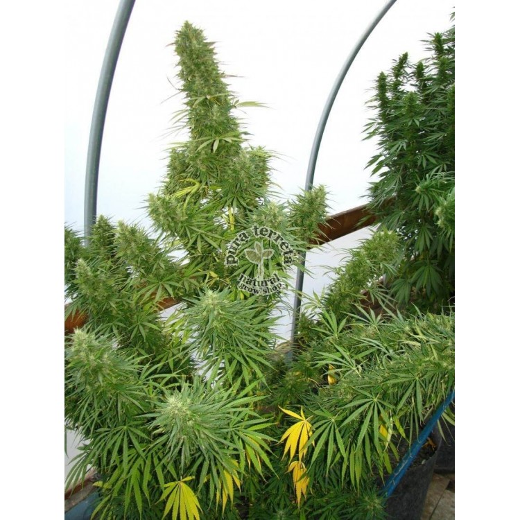 Líbano Ace seeds