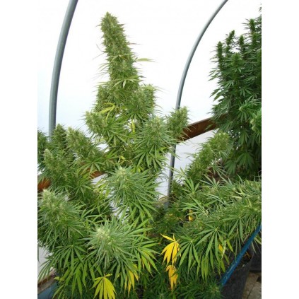 Líbano Ace seeds