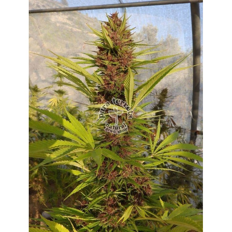 Malawi x PCK Ace seeds