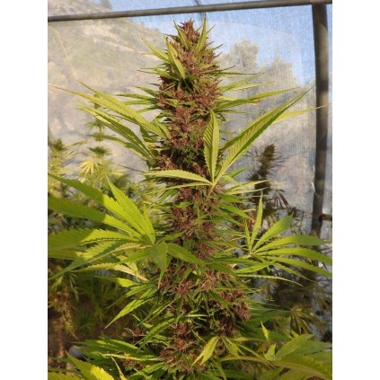 Malawi x PCK Ace seeds