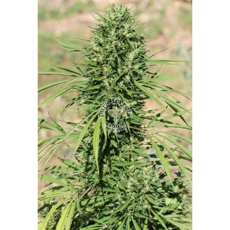 Marruecos Beldia Kif Ace seeds