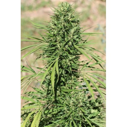 Marruecos Beldia Kif Ace seeds