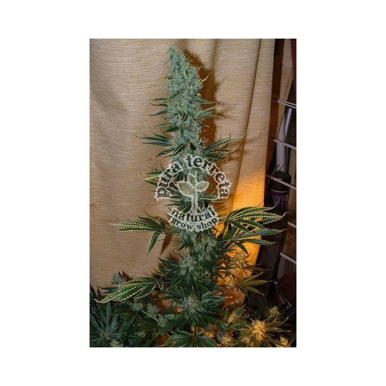 Nepal Jam Ace seeds
