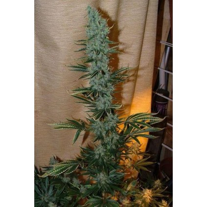 Nepal Jam Ace seeds