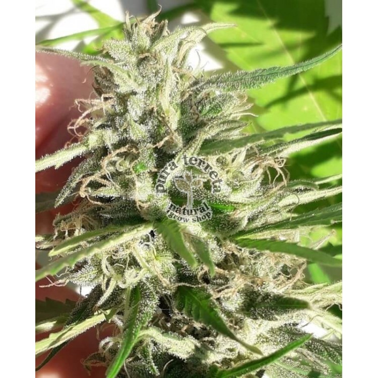 Nueva Caledonia Ace seeds