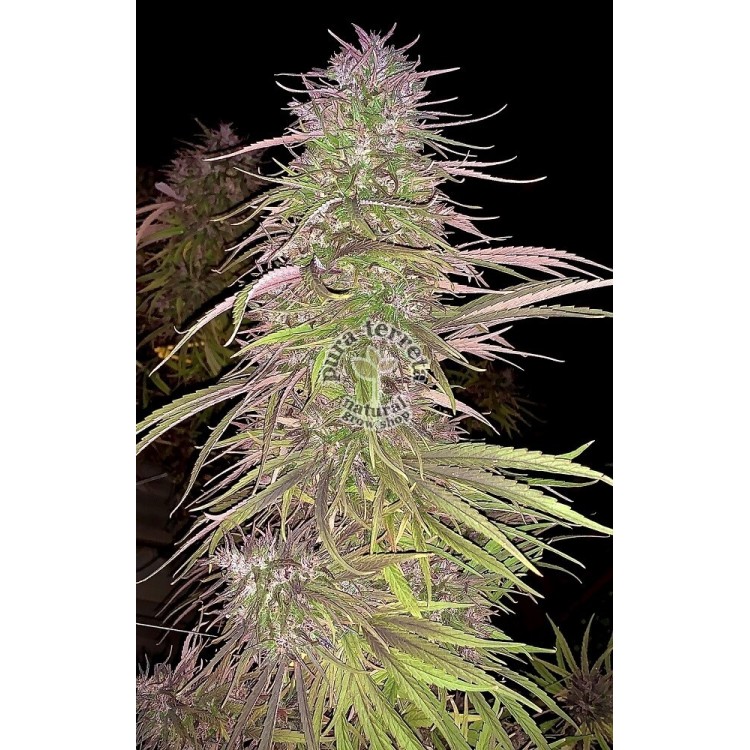 Oldtimer´s Haze Ace seeds
