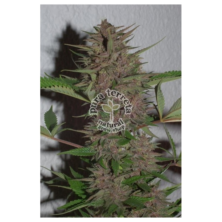Pakistan Chitral Kush Ace Seeds 