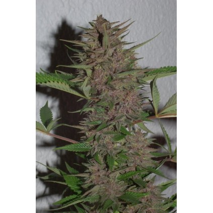Pakistan Chitral Kush Ace Seeds 