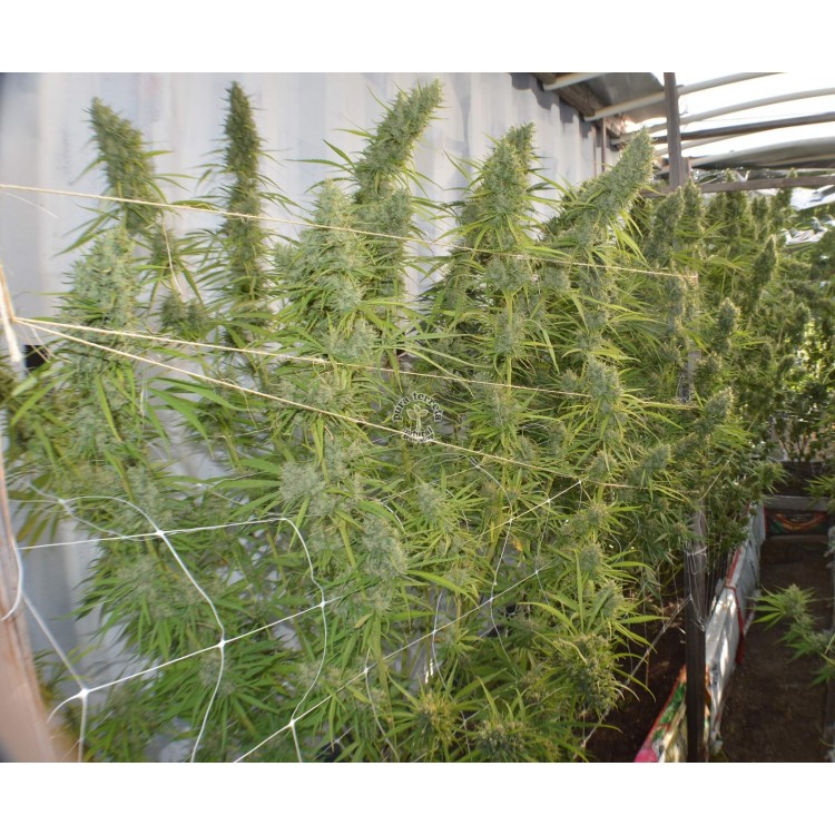 Super Malawi Haze Ace seeds