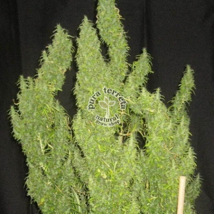 Thai Ace seeds