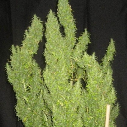 Thai Ace seeds