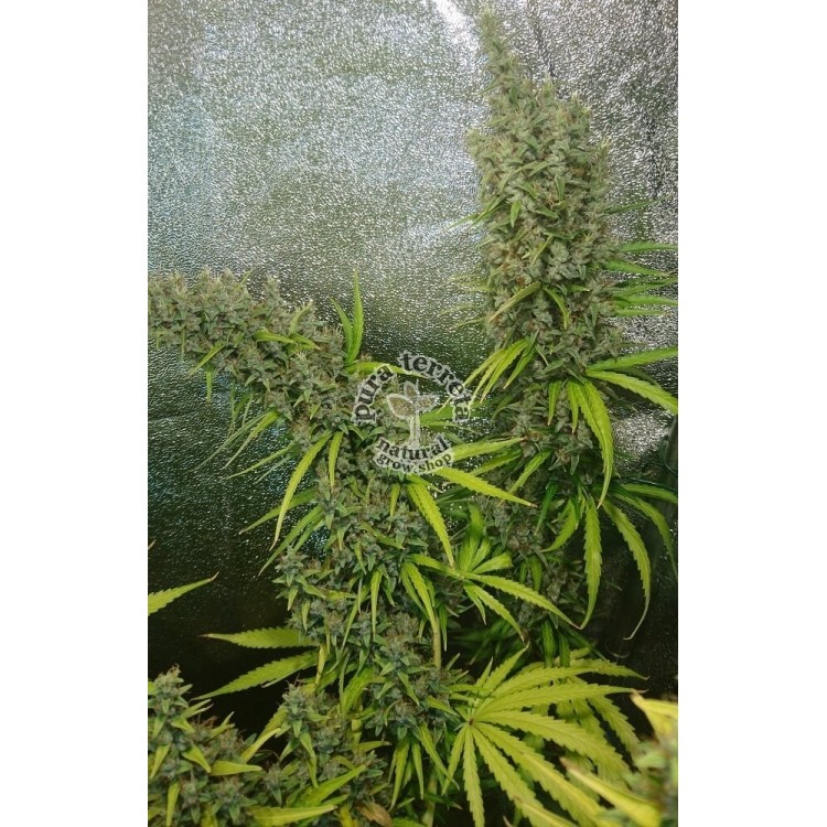 Thai x Panamá Ace seeds