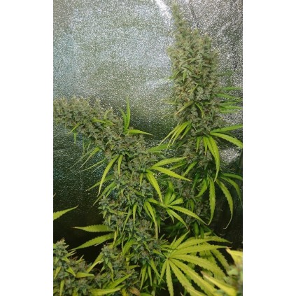 Thai x Panamá Ace seeds