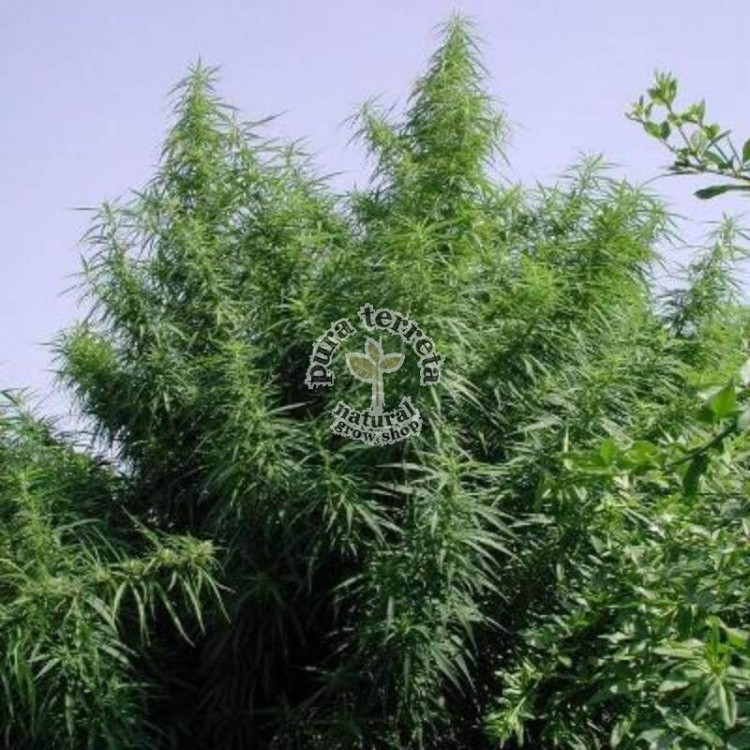 Tropical Mix Ace seeds