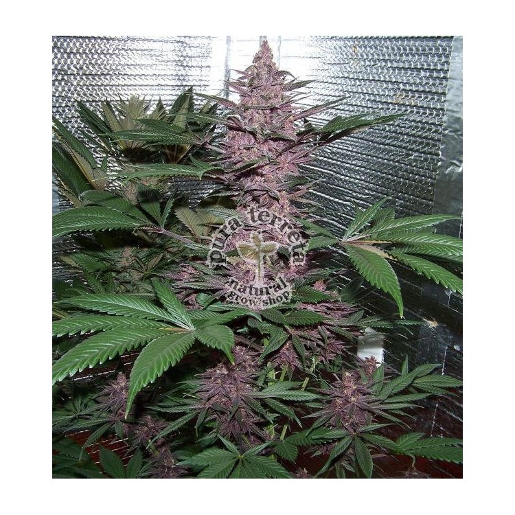Violeta Ace seeds
