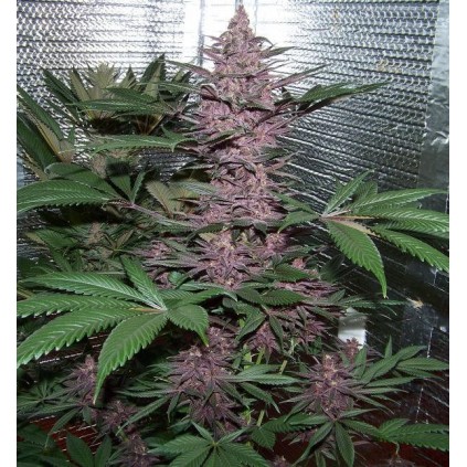 Violeta Ace seeds