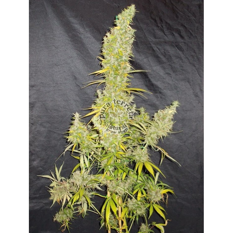 Zamaldelica Ace seeds