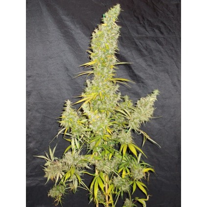 Zamaldelica Ace seeds