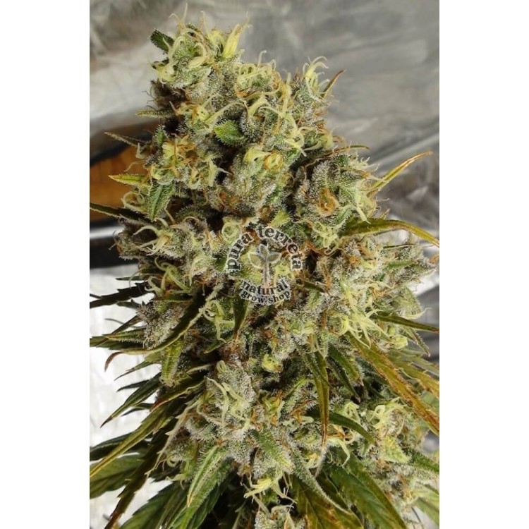 C5 Haze x Kali China Ace Seeds