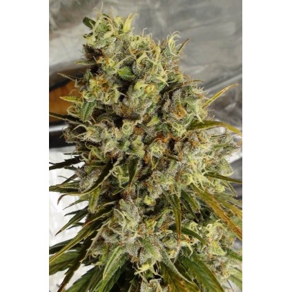 C5 Haze x Kali China Ace Seeds