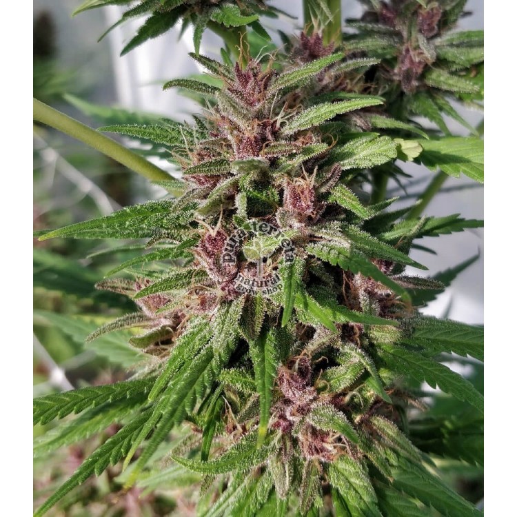 Congo Ace Seeds