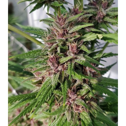 Congo Ace Seeds